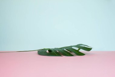 Durgun bir hayatın yan görüntüsü. Parlak pembe ve nane arkaplanda yeşil canavar yaprağı. 