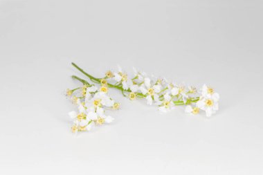 Kuş kirazı çiçekleri. Beyaz arkaplanda çiçekli brunch