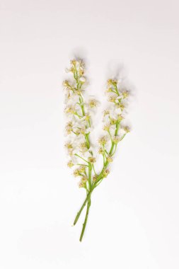 Kuş kirazı çiçekleri. Beyaz arkaplanda çiçekli brunch