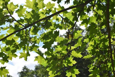 Pozadi javorove listesi- akçaağaç arkaplanından çıkar