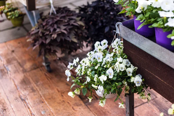 Hanging pot of white pansies plant in a garden center