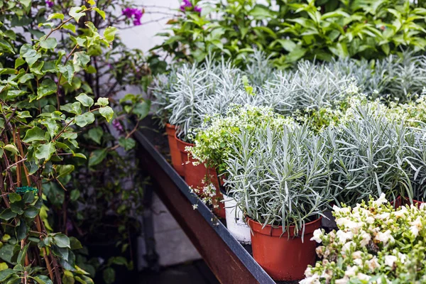 Beautiful Green Plants Sale Garden Center — Stock Photo, Image