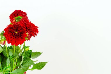 İzole edilmiş güzel fres çiçekleri beyaz arkaplan ve kopyalama alanı ile kırmızı yıldız çiçekleri.
