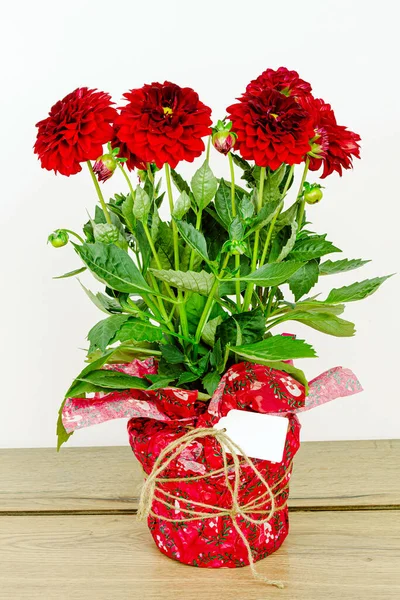 Isolated Bouquet Beautiful Red Dahlias Flowers Prepared Gift Blank Card — Stock Photo, Image