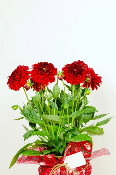 Isolerad Bukett Med Vackra Ormar Röda Dahlior Blommor Med Vit — Stockfoto