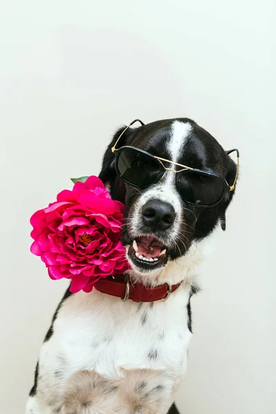 Vereinzeltes Porträt Eines Schönen Schwarz Weißen Hundes Mit Rosa Blume — Stockfoto