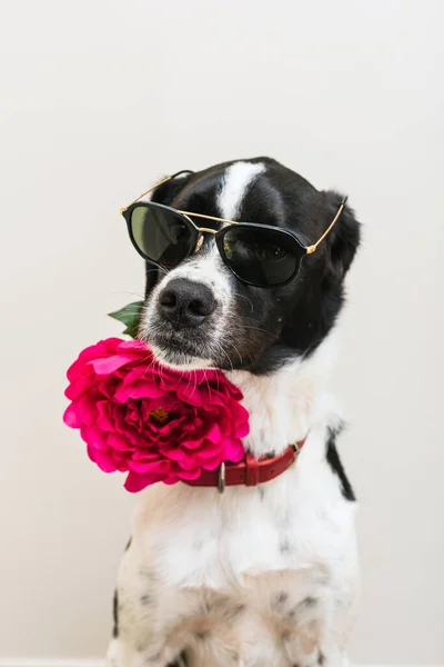 Retrato Aislado Hermoso Perro Blanco Negro Con Una Flor Rosa — Foto de Stock