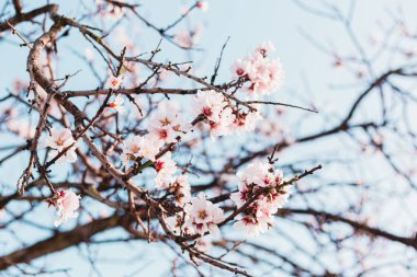 Ağaçtaki güzel badem çiçekleri ve baharda mavi gökyüzü.