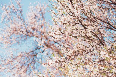 Ağaçtaki güzel badem çiçekleri ve baharda mavi gökyüzü.