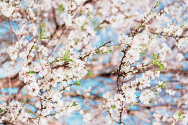 Ağaçtaki güzel badem çiçekleri ve baharda mavi gökyüzü.