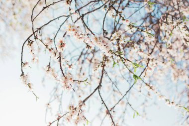 Ağaçtaki güzel badem çiçekleri ve baharda mavi gökyüzü.