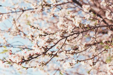 Ağaçtaki güzel badem çiçekleri ve baharda mavi gökyüzü.