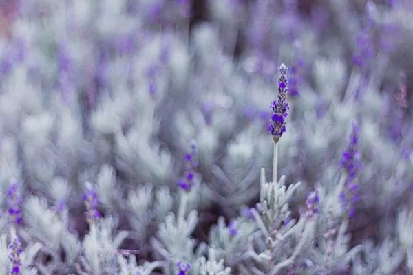 Hermoso Arbusto Lavanda Verano Púrpura Campo —  Fotos de Stock