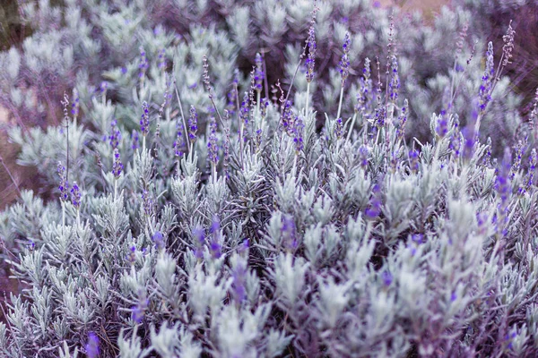 Vacker Buske Med Lila Sommarlavendel Fältet — Stockfoto