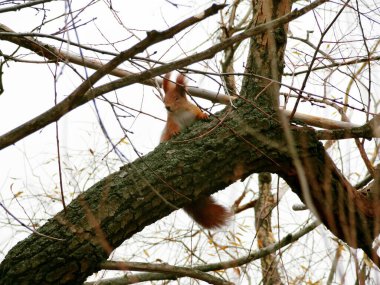 Sonbaharda kulaklarında püskülleri olan kırmızı sincap dalların arasında bir ağaç gövdesinde 