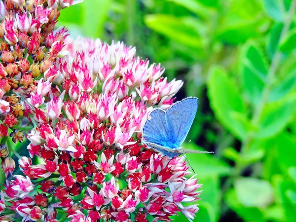 Синій Метелик Влітку Крупним Планом Квітковому Кущі — стокове фото