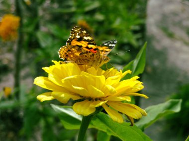 Sarı bir zinnia çiçeğinin üzerinde kelebek burdok 