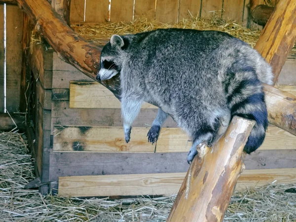 Tłusty Szop Odpoczywający Zoo Śmiesznie Sypiający — Zdjęcie stockowe