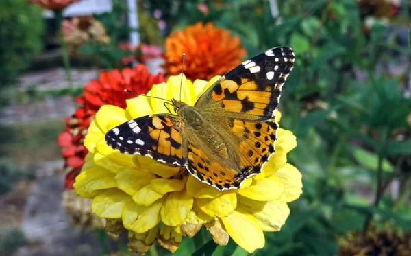 Метелик Лопуха Фоні Жовтого Червоного Квітки Цинії — стокове фото