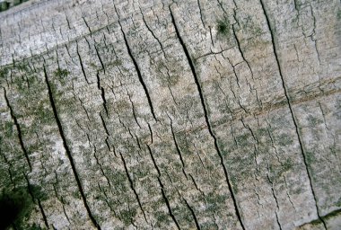 Patlayan yaşlı bir ağaç kabuğu