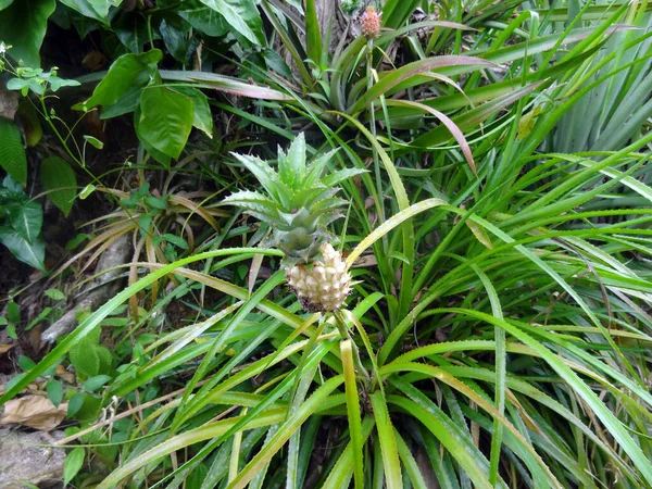 Malý Ananas Ananasové Plantáži — Stock fotografie