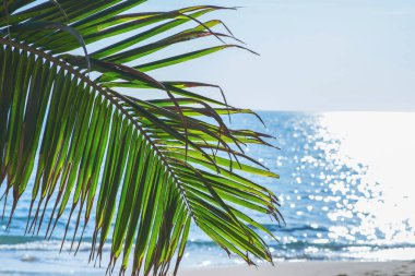 Üzerinde palmiye asılı tropik plaj, turkuaz deniz ve beyaz kum