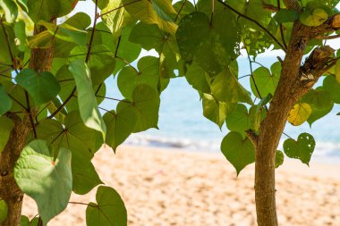 Ağaçlar sahilde yetişir.