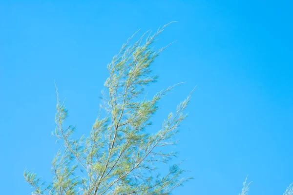 Doğadaki büyük ağaçların altında fotoğraflar.