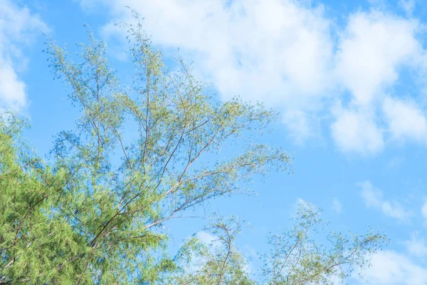 Doğadaki büyük ağaçların altında fotoğraflar.