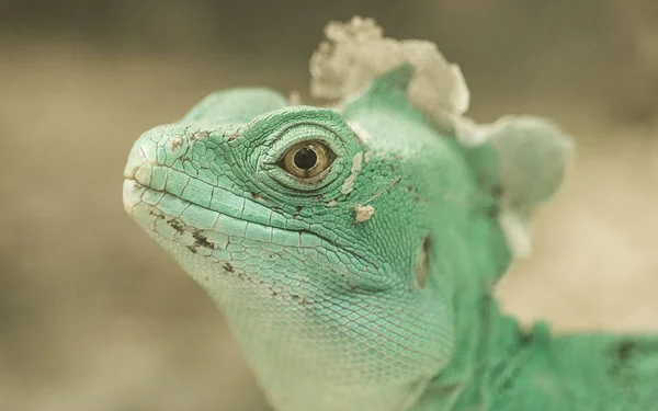 Yeşil İguana Portresi Resimleri