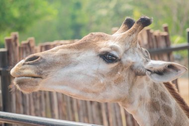 Komik zürafa kafası portresi
