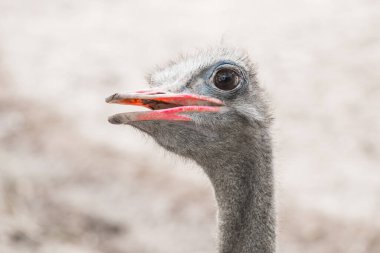 Bir devekuşunun başına yakın çekim