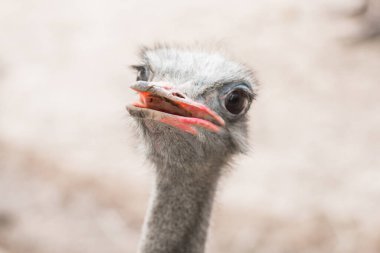 Bir devekuşunun başına yakın çekim