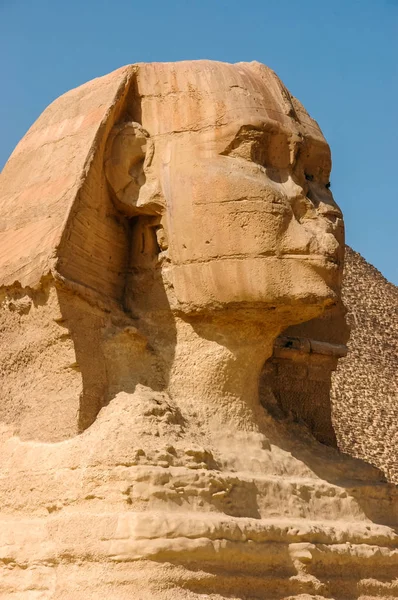 Der Kopf der Sphinx groß. Profil. — Stockfoto