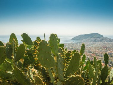 Alanya, Türkiye. Dağdan Alanya şehrinin ve Akdeniz 'in güzel panoramik manzarası. Ön planda büyük kaktüsler var. Tatil kartpostal arkaplanı