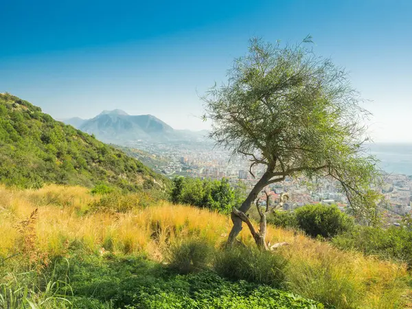 Alanya, Türkei. wunderschöner Panoramablick von oben auf die Stadt Alaya und das Mittelmeer vom Berg aus. tropischer Baum im Vordergrund. Urlaubspostkarte Hintergrund — Stockfoto