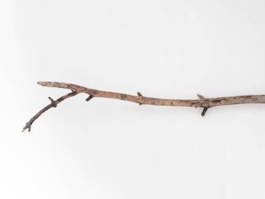 Beyaz arka planda kuru ağaç dalları. Düz konum, üst görünüm minimalist doğal bileşim