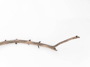 Beyaz arka planda kuru ağaç dalları. Düz konum, üst görünüm minimalist doğal bileşim