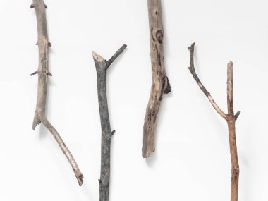 Beyaz arka planda kuru ağaç dalları. Düz konum, üst görünüm minimalist doğal bileşim