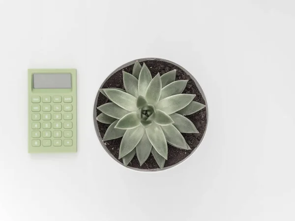 Suculenta, calculadora sobre fondo blanco. Puesta plana, vista superior composición natural minimalista — Foto de Stock