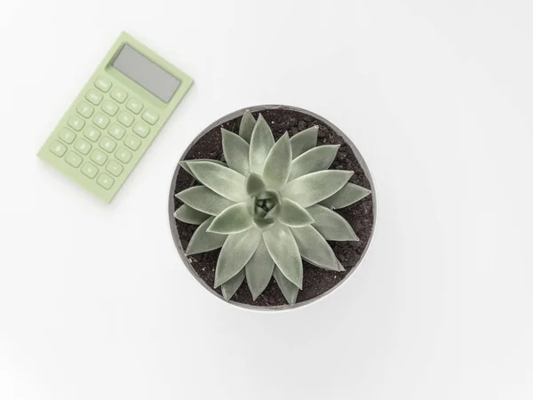 Suculenta, calculadora sobre fondo blanco. Puesta plana, vista superior composición natural minimalista — Foto de Stock