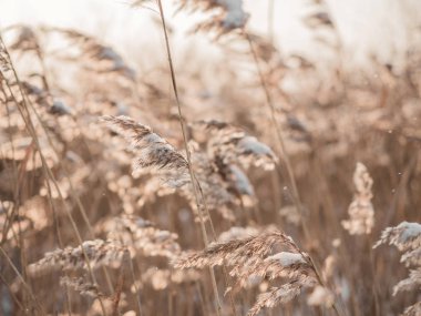 Kuru çimenler kışın güneşte rüzgarda sallanır. Bej kamış. Güzel doğa akımı geçmişi. Yakın çekim.