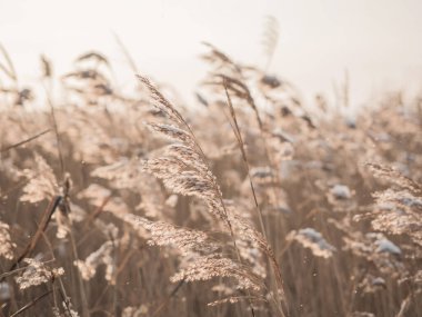 Kuru çimenler kışın güneşte rüzgarda sallanır. Bej kamış. Güzel doğa akımı geçmişi. Yakın çekim.