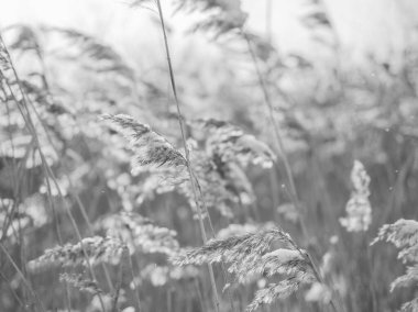 Kuru çimenler kışın güneşte rüzgarda sallanır. Bej kamış. Güzel tek renkli çiçek arkaplanı. Yakın çekim.