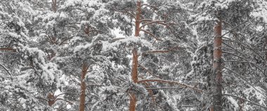 Karda çam ağaçları. Orman ya da park. Güzel doğal kış arkaplanı