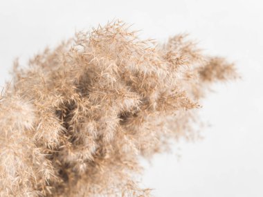 Dry beige reed on a white wall background. Beautiful nature trend decor. Minimalistic neutral concept