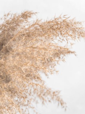 Dry beige reed on a white wall background. Beautiful nature trend decor. Minimalistic neutral concept