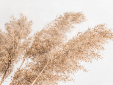 Dry beige reed on a white wall background. Beautiful nature trend decor. Minimalistic neutral concept