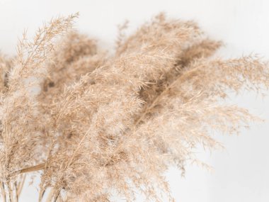Dry beige reed on a white wall background. Beautiful nature trend decor. Minimalistic neutral concept