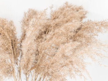 Dry beige reed on a white wall background. Beautiful nature trend decor. Minimalistic neutral concept